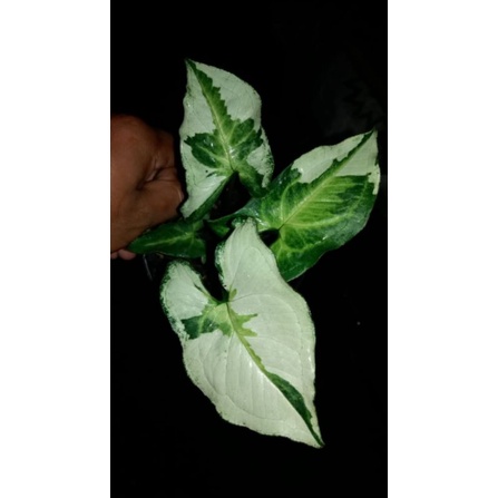 syngonium magic marble remaja