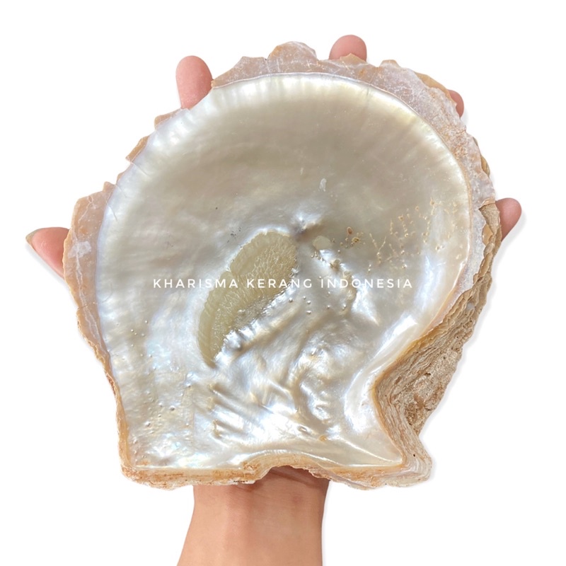 

RAW MOTHER OF PEARL SHELL CANGKANG KERANG MUTIARA LAUT KULIT KERANG MUTIARA LAUT BY KHARISMA KERANG INDONESIA