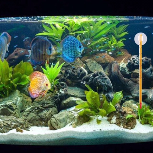 Thermometer Aquarium 0 - 50 c