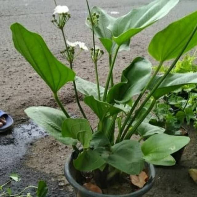 Tanaman Melati Air-Pohon Melati Air