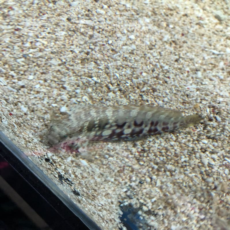 ikan hias laut jabing glodok