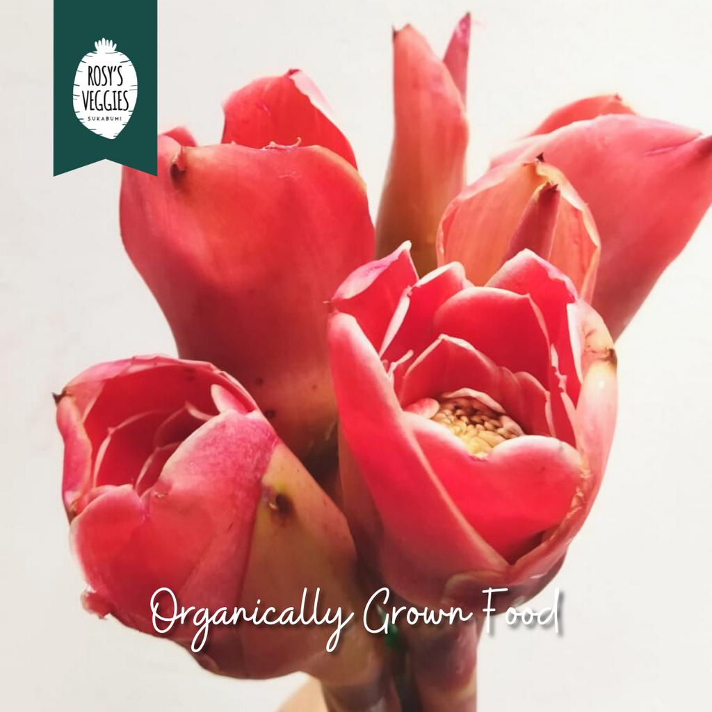 

Bunga Kecombrang Organik | per pcs