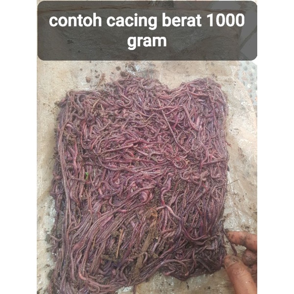 cacing tanah/cacing anc/cacing merah berat 1000 gram