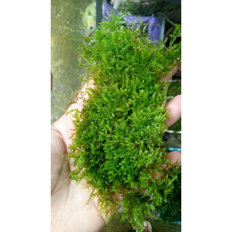 1 kg (1000 gram) weping moss clump full daun air/ karpet/ pohon /pot /bunga / bonsai / tanaman aquas