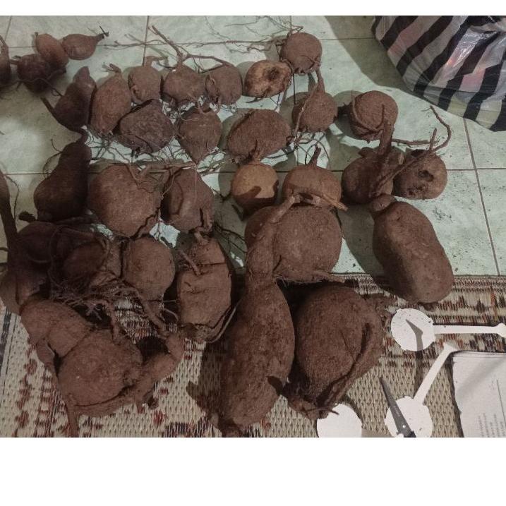 [KODE PRODUK 9EHEB4177] stephania venosa