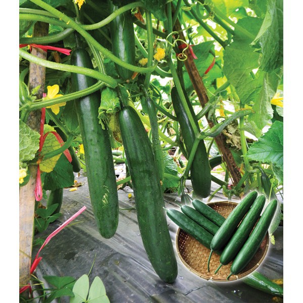 Biji Bibit Benih Tanaman Timun Mentimun Jepang Toska F1 Tpsdd3 Ori