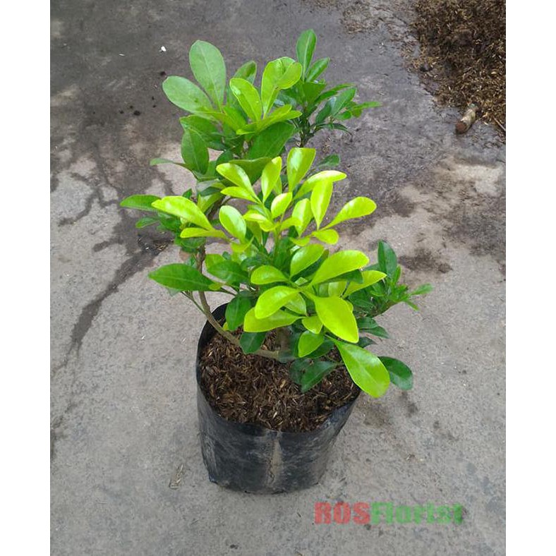 Xna Bibit Tanaman Bunga Pacar Cina / Kemuning Cina
