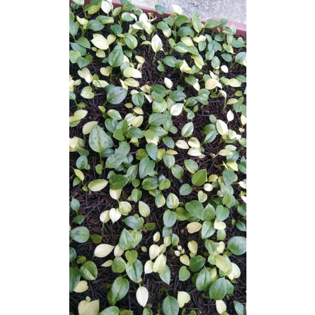 jemani bibit varigata cobra eka