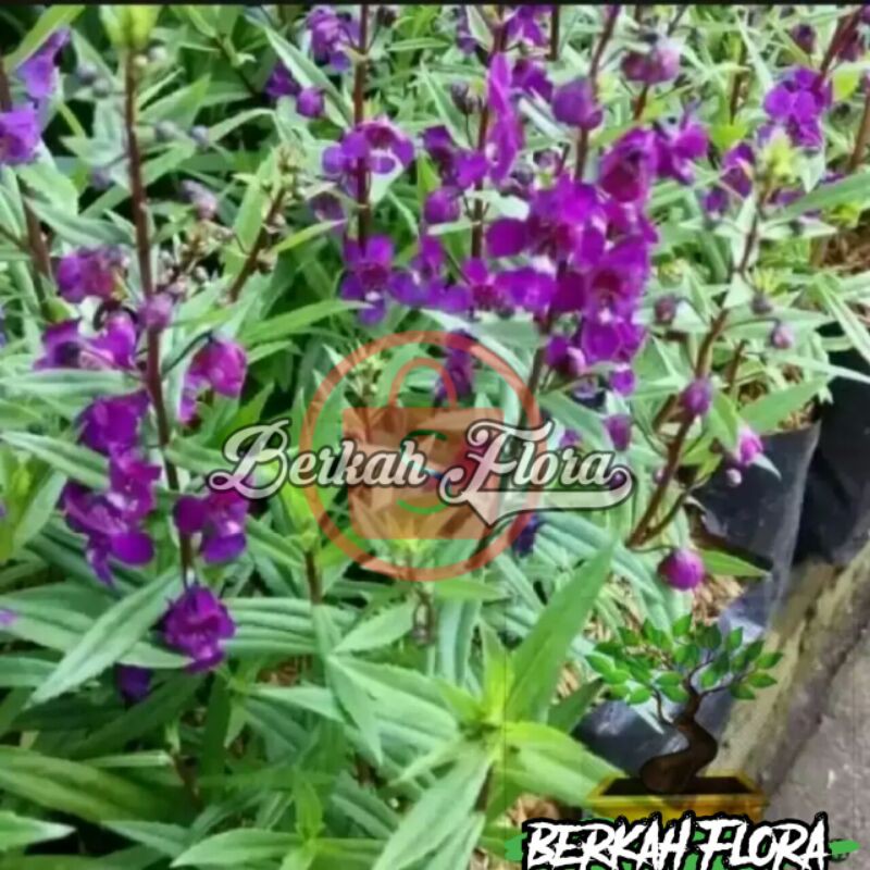 tanaman lavender mengusir nyamuk/lavender pengusir nyamuk