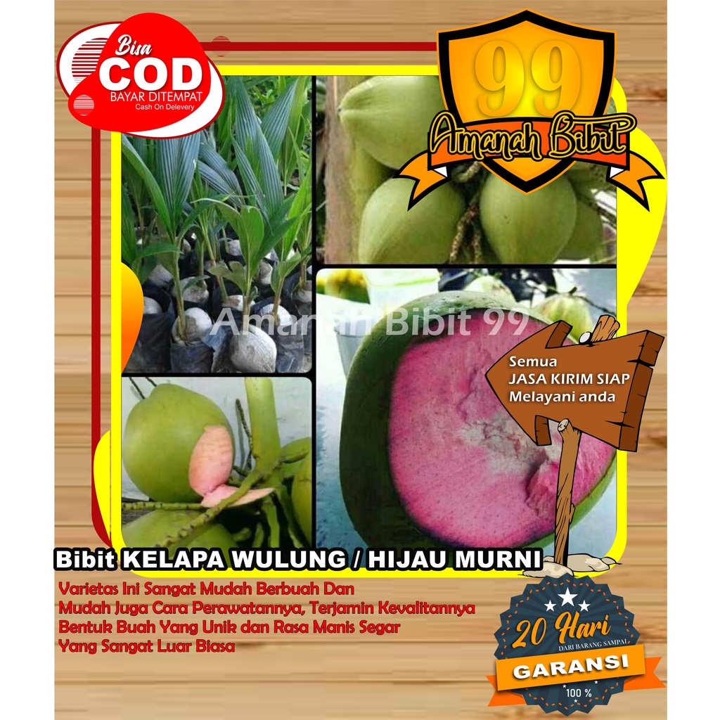 Bibit KELAPA WULUNG / HIJAU SUPER