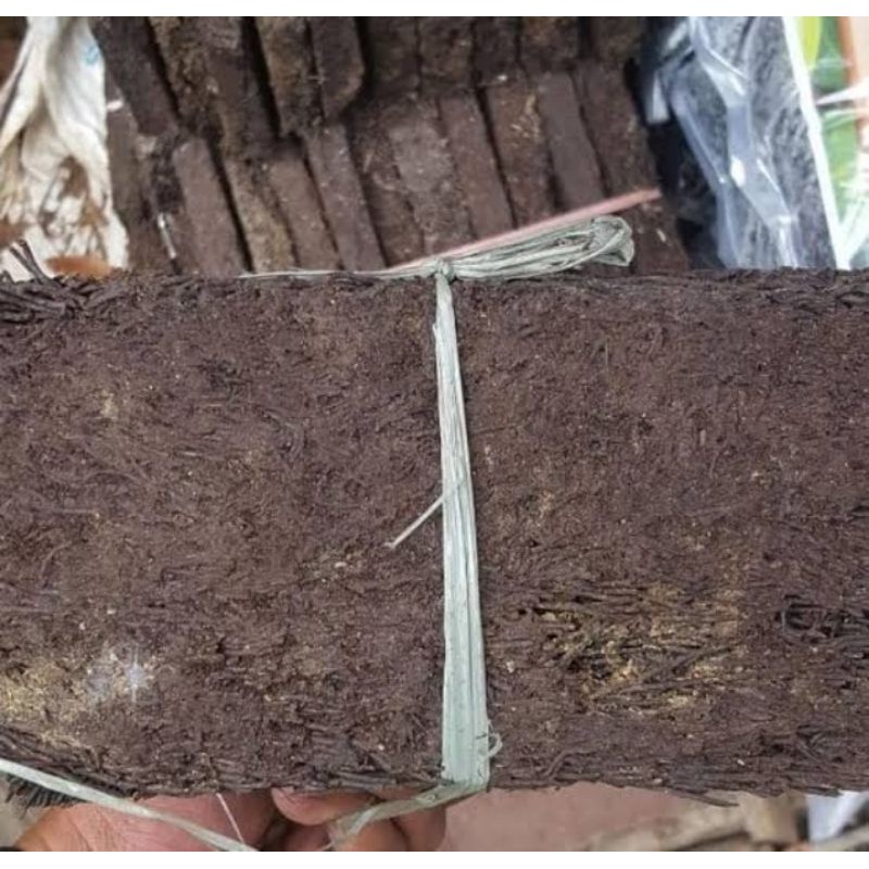 papan pakis media anggrek