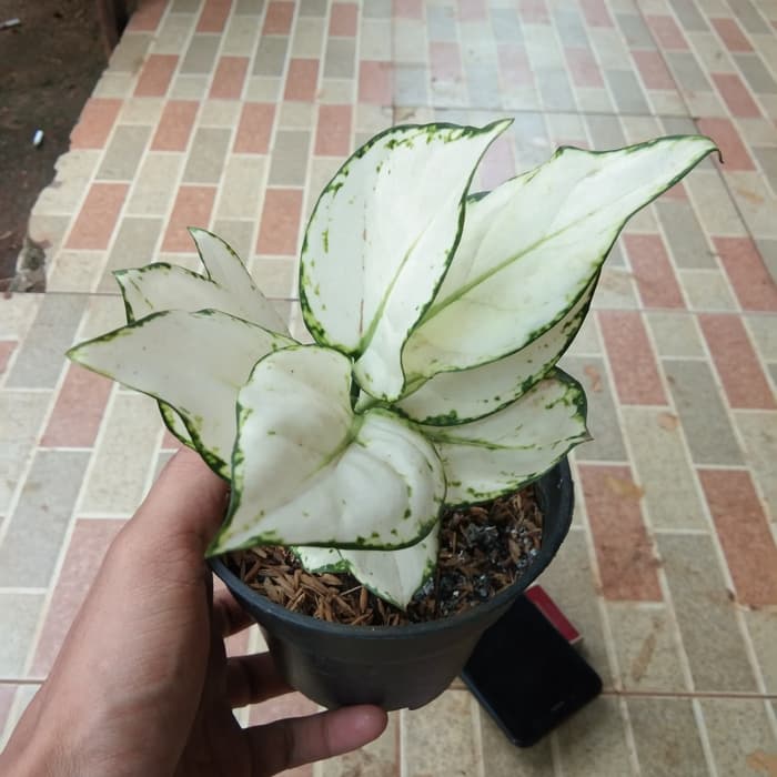 ( PROMO ) aglonema super white / tanaman hias aglonema