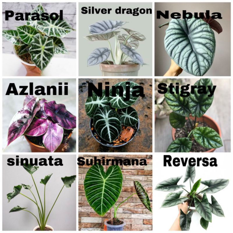 PROMO paket 9 bibit bonggol alocasia / bibit tanaman hias alocasia murah