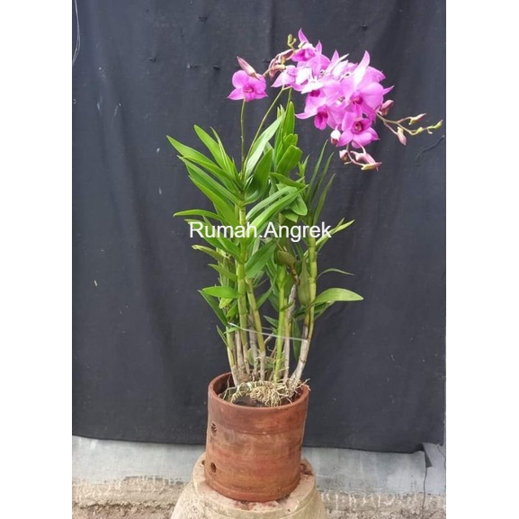 ANGGREK DENDROBIUM LARAT