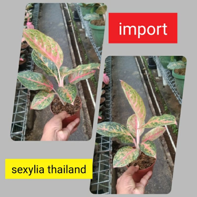 aglonema sexylia thailand