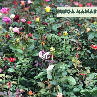 Image of Bunga Mawar Berbunga Bibit Bunga Mawar Tanaman Mawar Bunga Mawar Sudah Berbunga Ecer Import