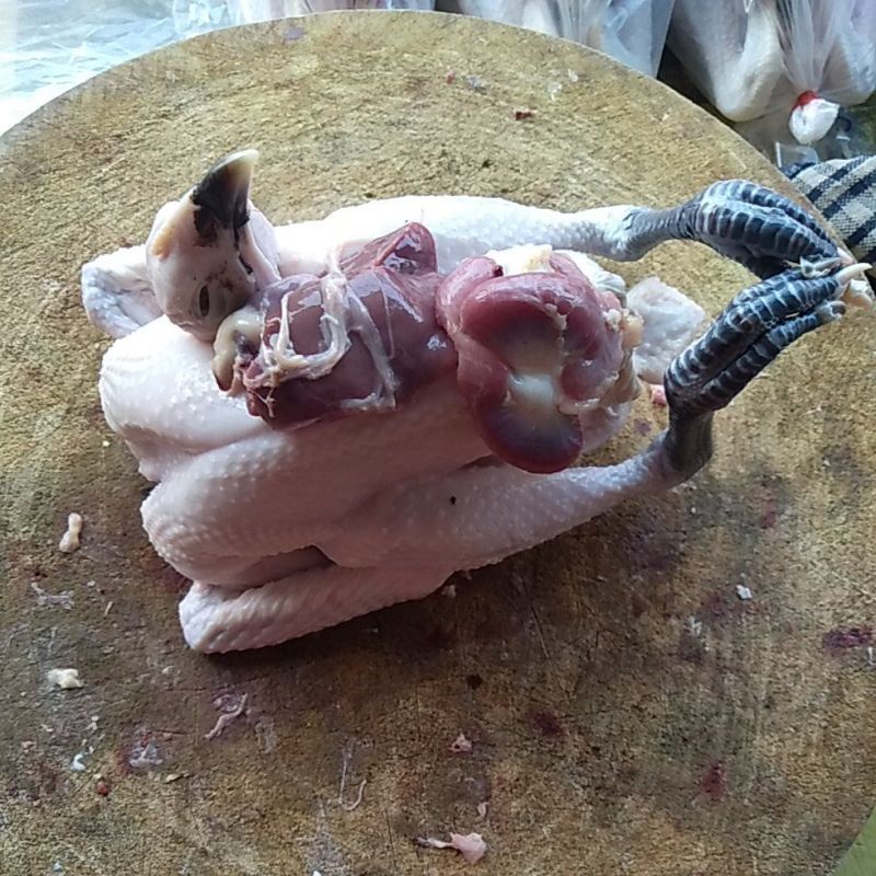 

ayam kampung