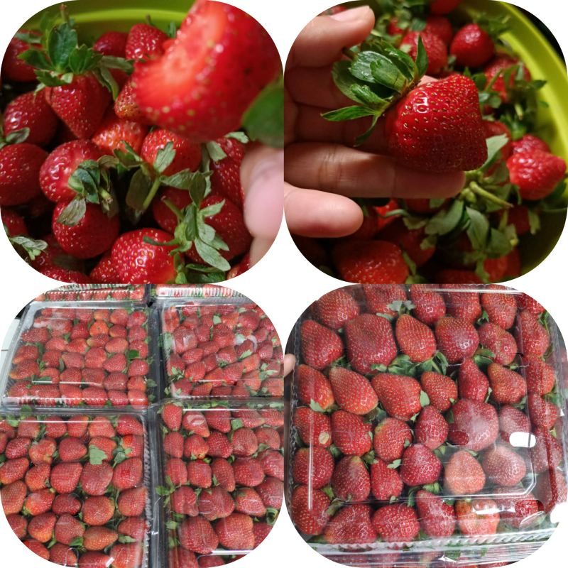 Strawberry Fresh Lembang grade AB segeer