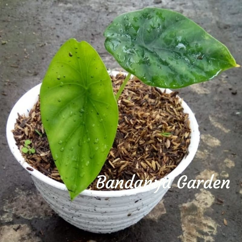 Tanaman Hias Alocasia Cuprea Green / Keladi Raga Manusia Hijau