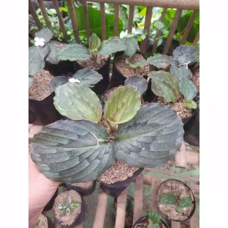 CALATHEA MERAK // CALATHEA CIKUR // CALATHEA MERAK KENCUR