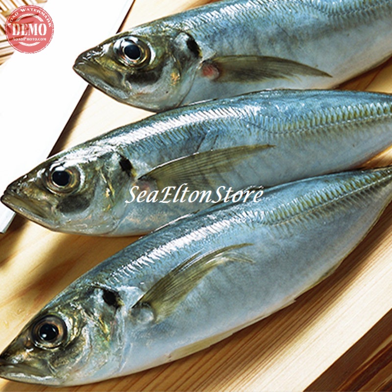 

IKAN LAYANG Hasil Laut Segar Fresh