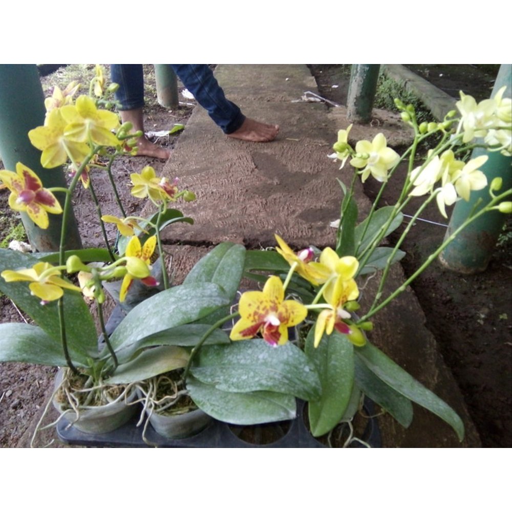 Anggrek Bulan Mini Taiwan Bunga Hijau Muda dan Kuning Totol Disk