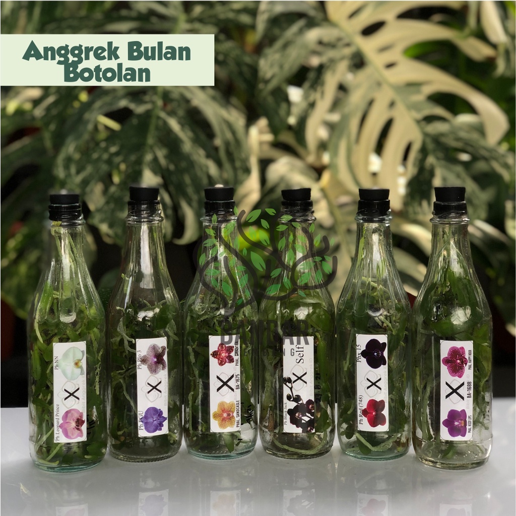 Bibit Anggrek Bulan Botol Taiwan Anggrek Bulan Botolan Anggrek Botolan