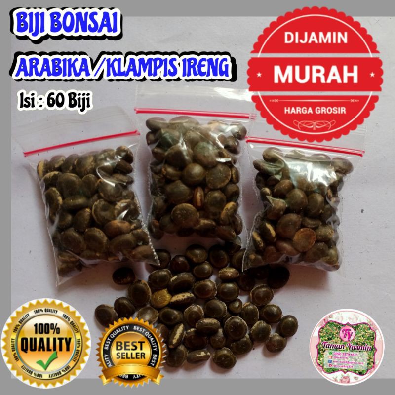 Biji Bonsai Arabika / Biji Bonsai Klampis Ireng Full Sortir