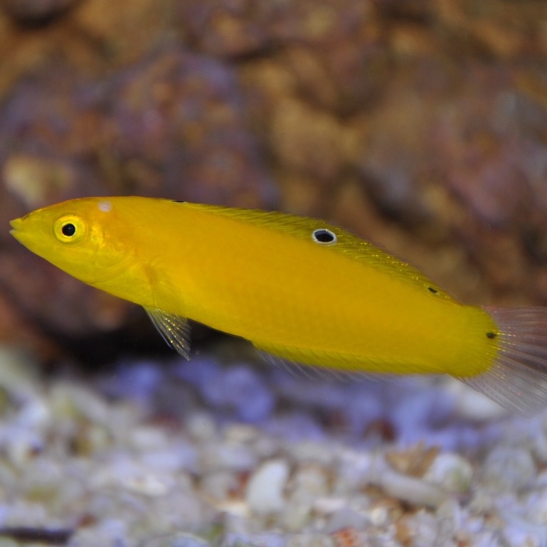 Ikan Hias Laut Keling Kuning