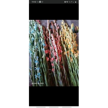 1 kg isi 30_50 an bibit bunga sedap malam cuma 7rb  an-1