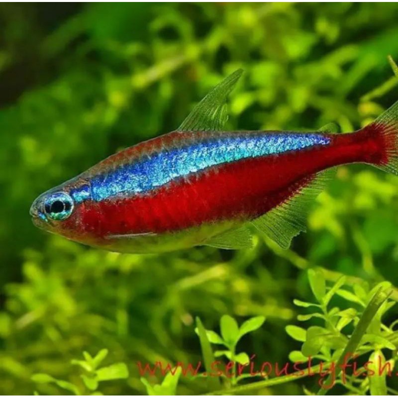 Ikan cardinal tetra