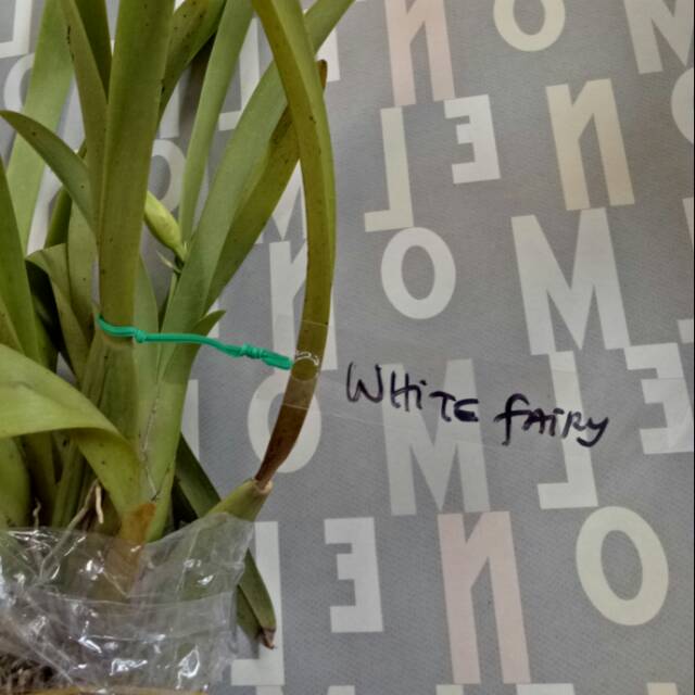 

Label Anggrek - Name Tag Anggrek