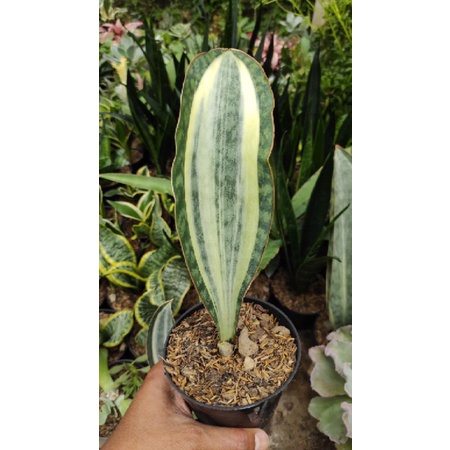 Sansivera Masoniana Varigata