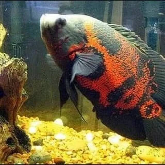 Ikan Hias Oscar Oskar Tiger Batik Hiasan Aquarium Aquascape Kolam