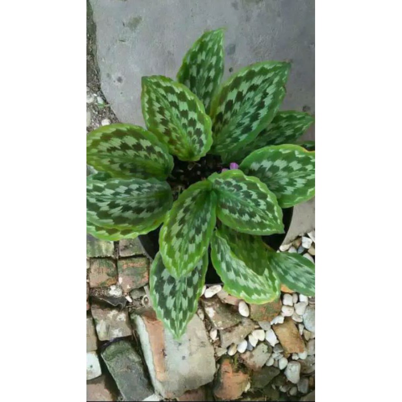 Tanaman Hias Chalathea Merak/Pohon Hias Chalathea Bulu  Merak