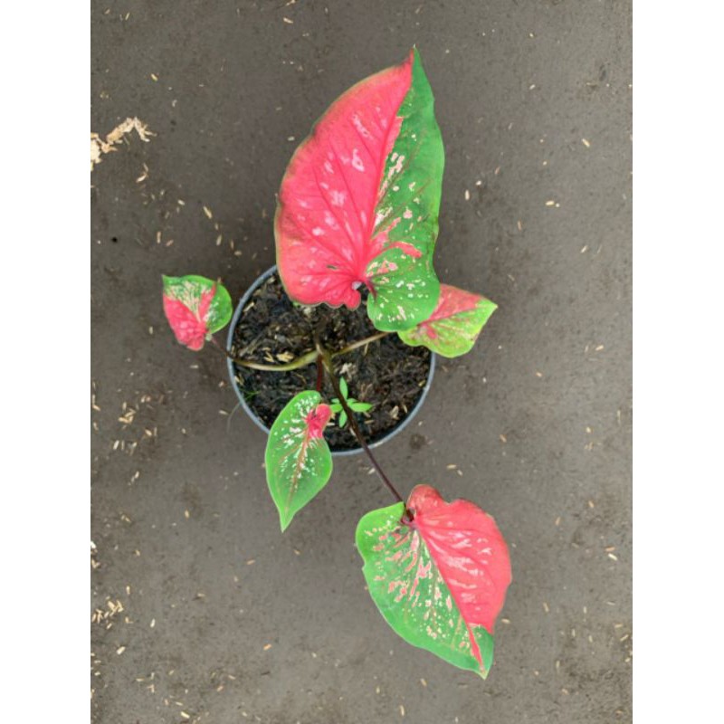 Caladium Red Clown | Keladi merah • Keladi Hias