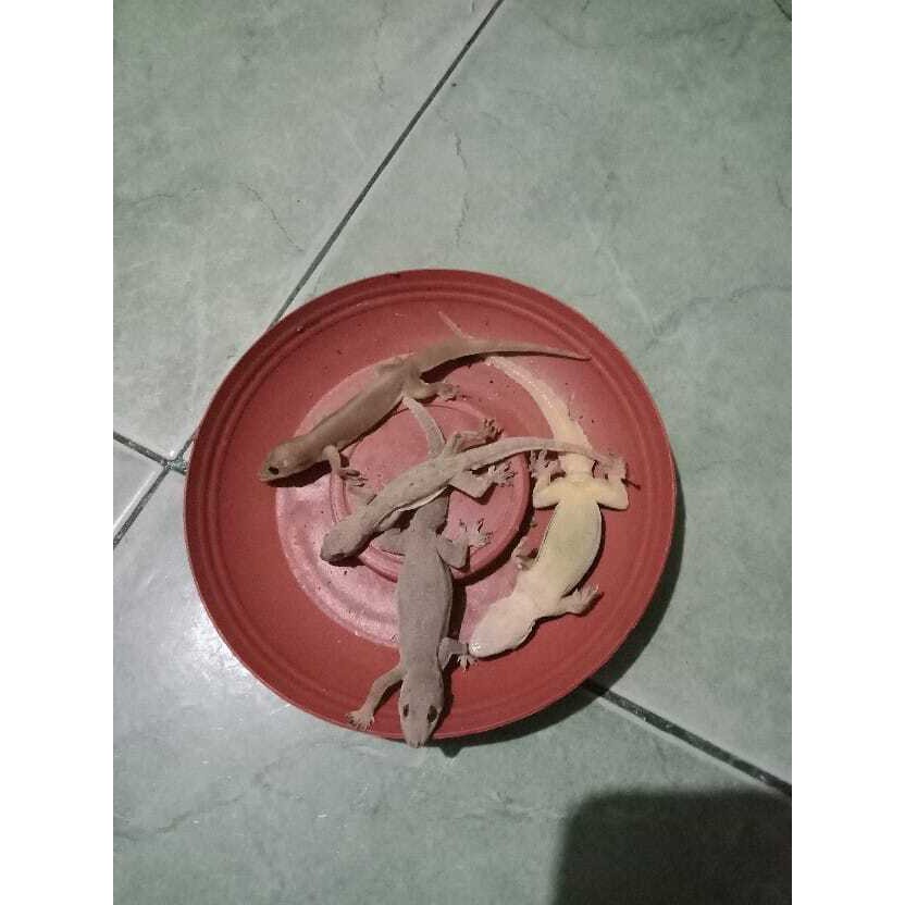 (COD) RACUN CICAK AMPUH RACAK HERBAL ALAMI GROSIR RACAK AGEN PEMBASMI CICAK MATI DI TEMPAT