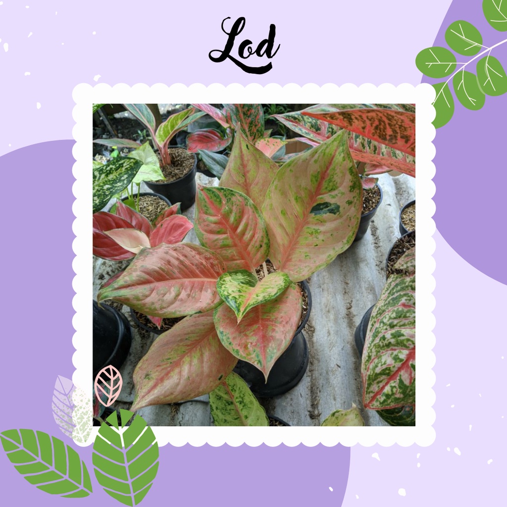 Ready Tanaman Hias Aglonema Lod Aglaonema Lod Anakan Remaja Murah