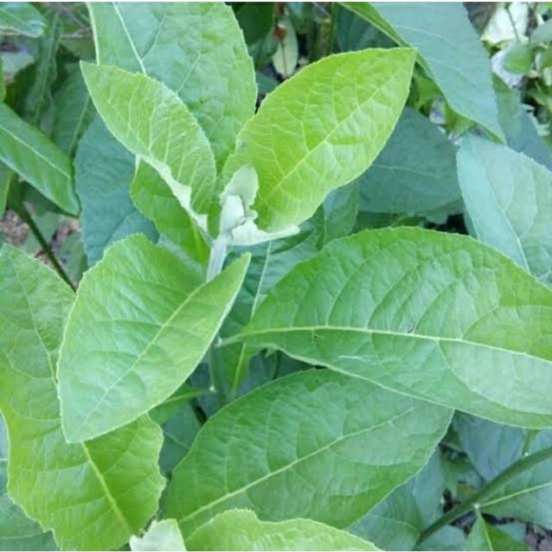 

daun afrika segar herbal