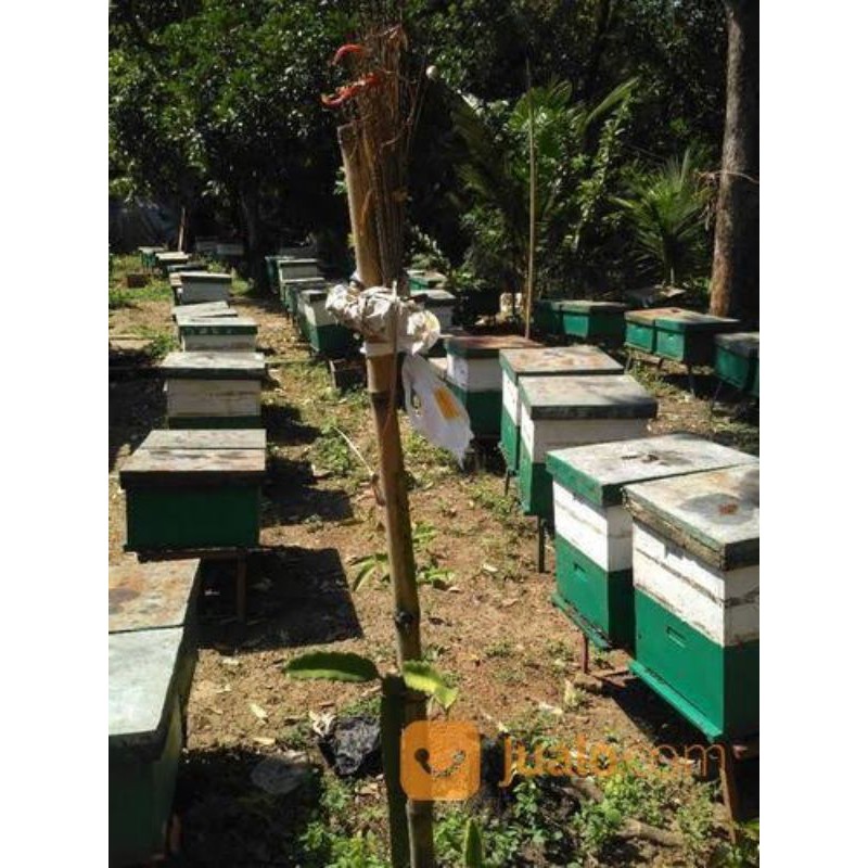MADU MURNI 650ml 100% MADU MURNI ASLI GARANSI UANG KEMBALI JIKA TIDAK ASLI