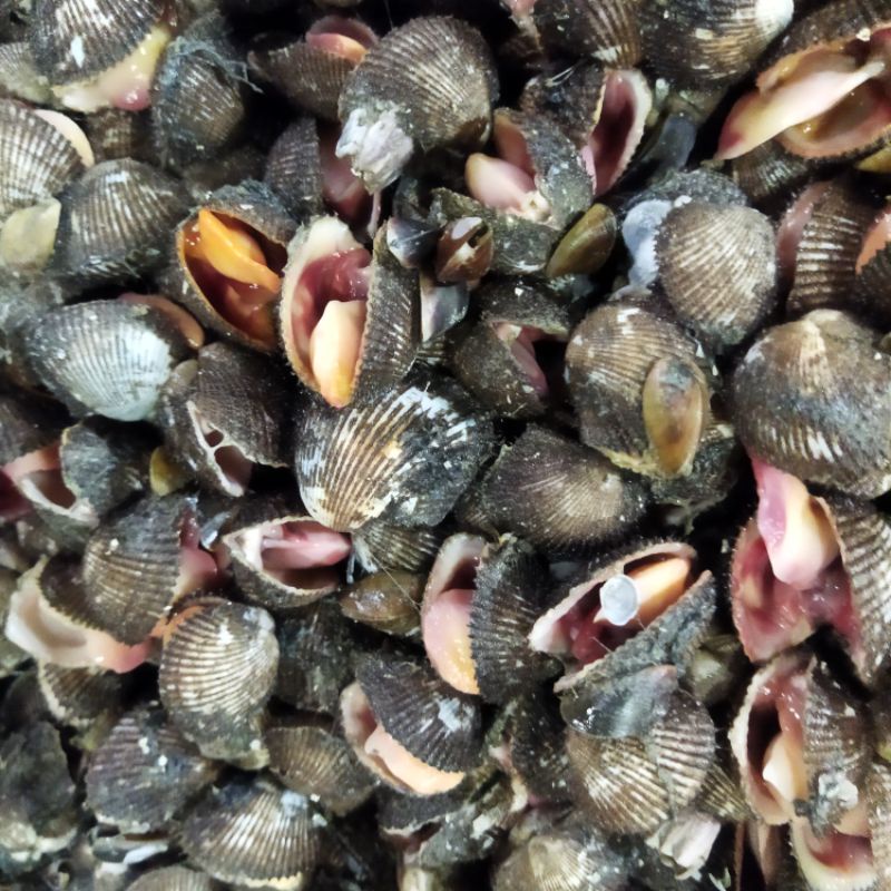 

Kerang Bulu Hidup 1~Kilogram