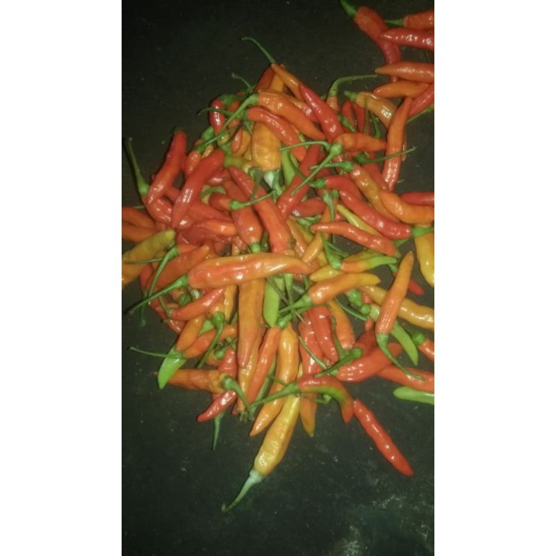 

cabe rawit merah
