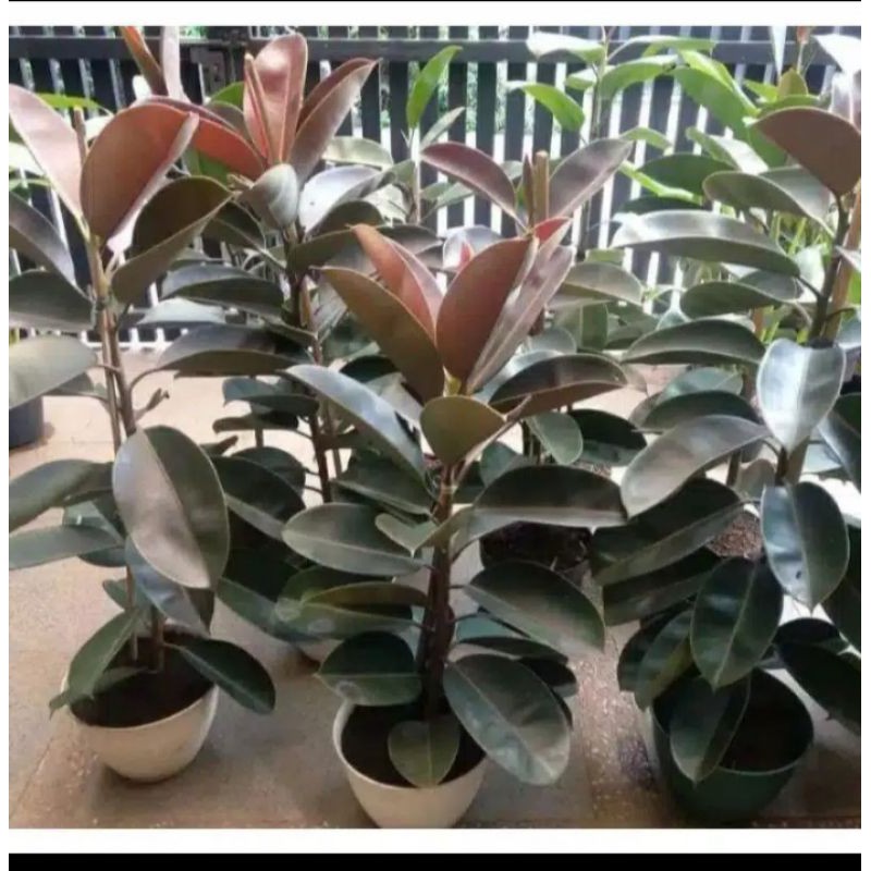 Tanaman Hias pot karet kebo