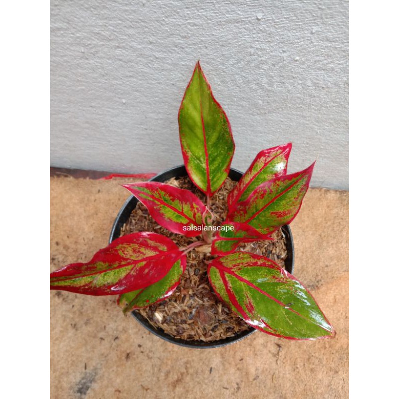 Tanaman Aglonema Lipstik Pohon Aglonema Lipstik