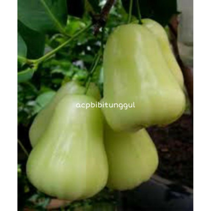 Bibit Jambu Air Madu Deli Putih Susu Super Shopee Indonesia