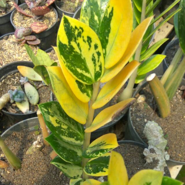 tanaman hias zamia culcas variegata