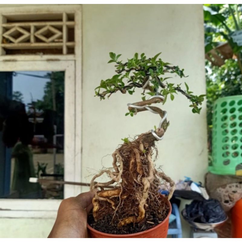 pohon bonsai mirten varigata tanaman hias pohon bonsai mirten varigata
