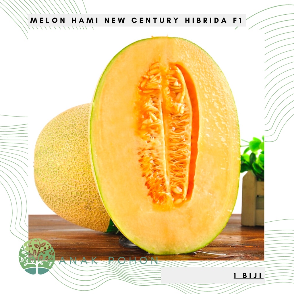 Benih Bibit Biji - Melon Hami New Century F1 Hibrida Lonjong Manis Hamigua Seeds - Panen Dalam 75 Hari