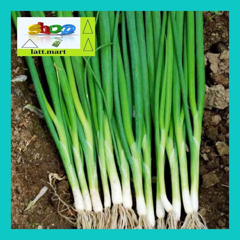 

Yu04Yts Bibit / Benih / Seeds Sayur Daun Bawang Cocok Untuk Berbagai Masakan Yul0F40Ul