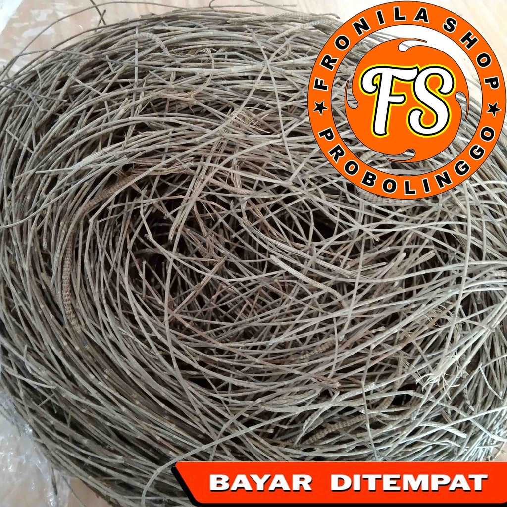 SARANG BURUNG MURAI BATU SUSUH MURAI BATU DAUN CEMARA KERING DAN BERSIH